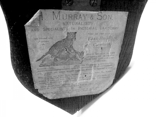 Murray