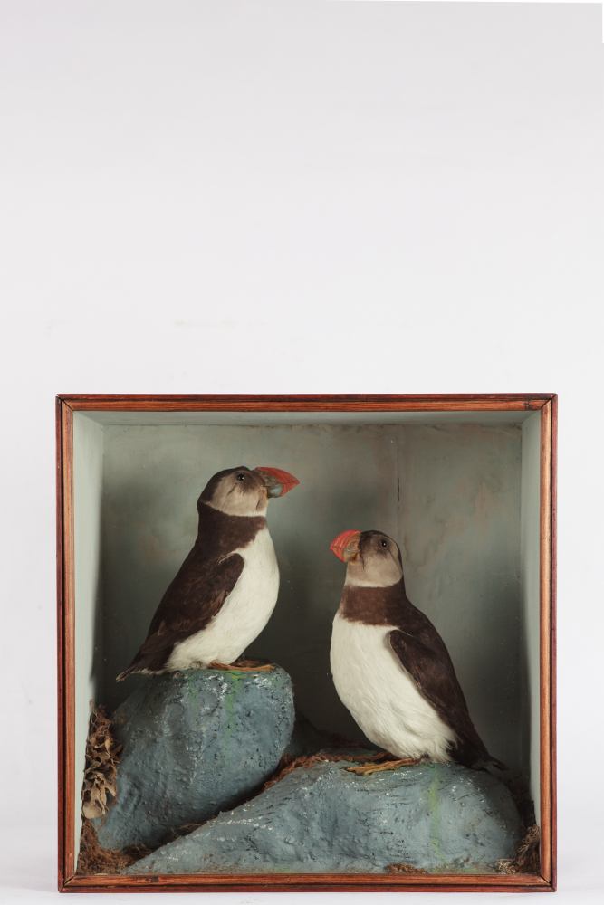 Victorian Taxidermy Case of Two Puffins