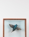 Antique Taxidermy Cased Kingfisher