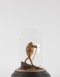Antique Taxidermy Toad Dome
