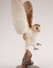 Flying Barn Owl