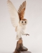 Flying Barn Owl