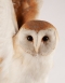 Flying Barn Owl