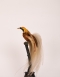 Bird Of Paradise Circa 1890