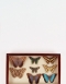 Fine Entomology Cabinet