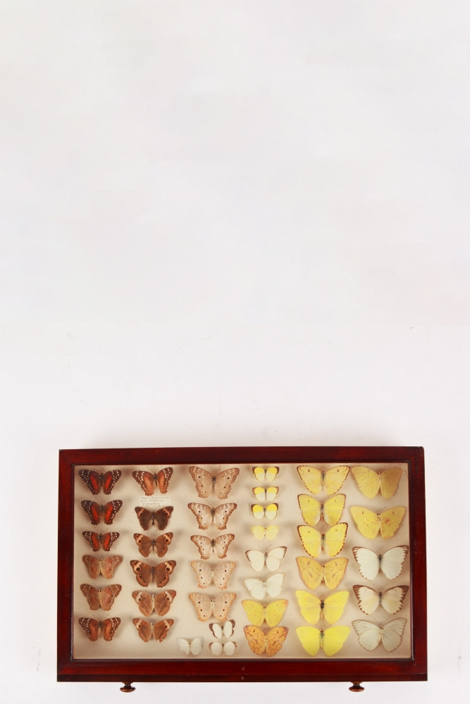 Fine Entomology Cabinet