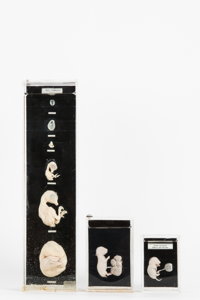 Taxidermy Wet specimens by Gerrard Ex Sussex Museum collection.