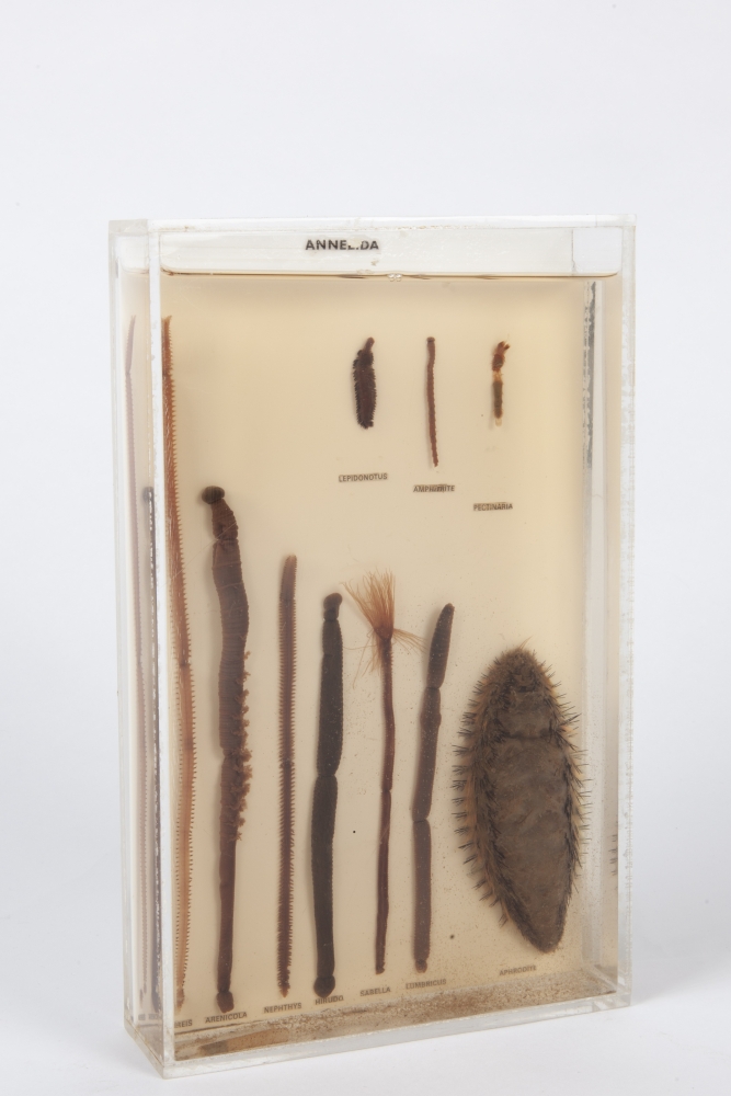 Taxidermy A collection of eleven antique wet Specimens