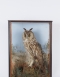 Colonel Harrisons Long Eared Owl Circa 1900