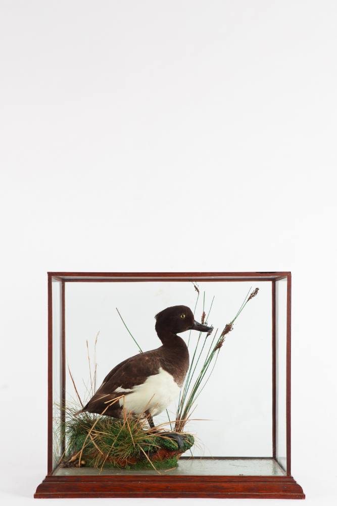 Taxidermy Tufted Duck by P Spicer and Sons
