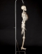 1920s real Human Skeleton ex medical study