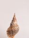 Large Triton Sea Shell