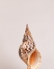 Large Triton Sea Shell