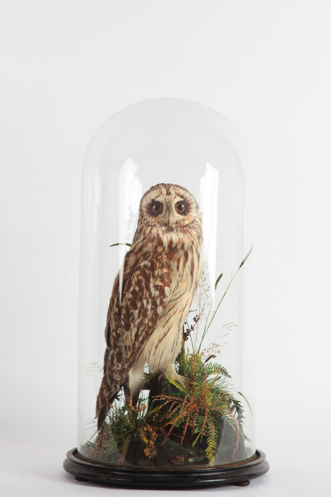 Taxidermy Short Eared Owl by Lowne of Great Yarmouth Circa 1890