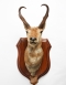 Pair Of Taxidermy Pronghorn from the estate of Lord Algeron
