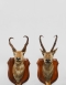 Pair Of Taxidermy Pronghorn from the estate of Lord Algeron