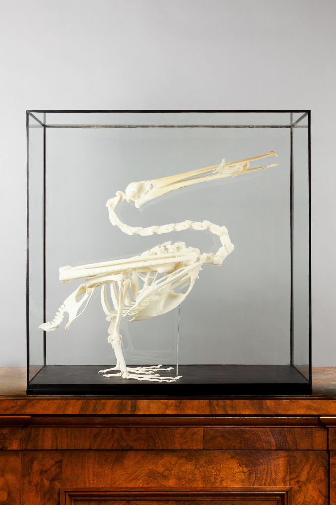 Taxidermy Pelican Skeleton