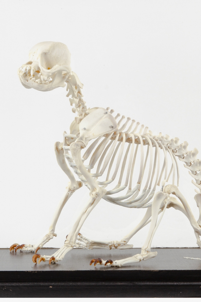 Taxidermy Pug skeleton