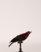 Purple-throated Fruitcrow