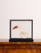 Red-billed hornbill