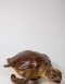 Taxidermy Sea Turtle Circa 1910