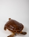 Taxidermy Sea Turtle Circa 1910
