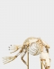 Seal Skeleton