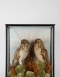 Short-eared owls by Chad Jeffereys circa 1900
