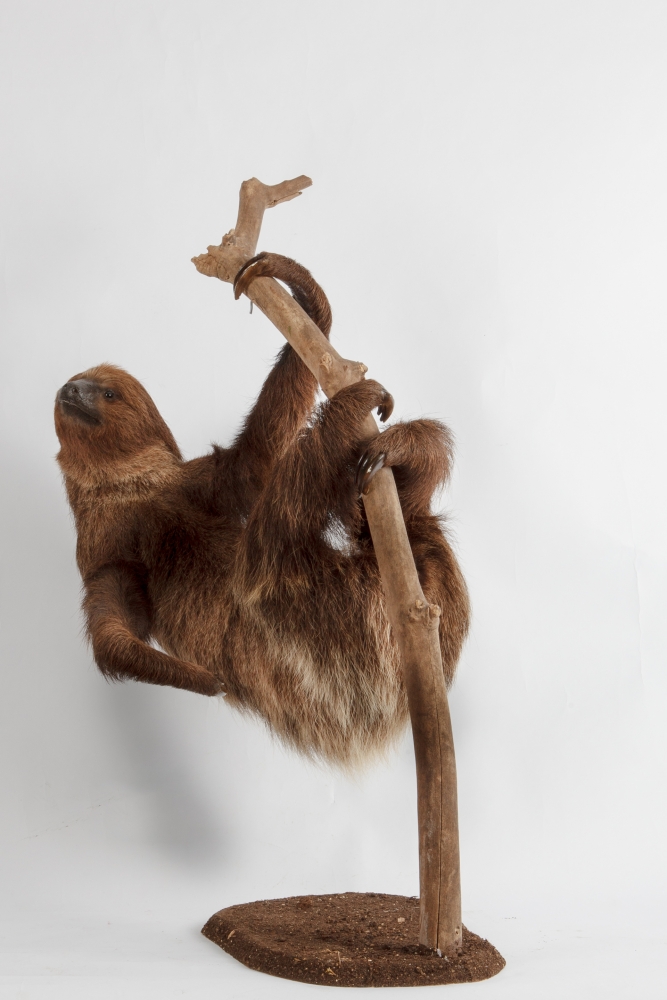 Taxidermy Sloth