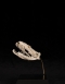 Snake Skull