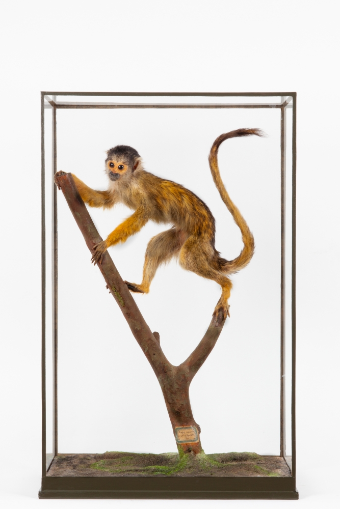 Taxidermy Spider monkey