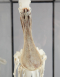 Spoonbill Skeleton