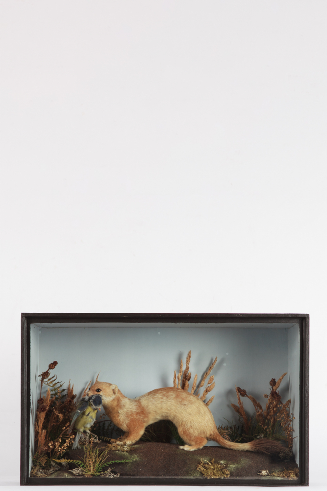 Taxidermy Stoat with Blue Tit by TE Gunn