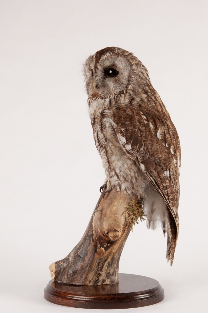 Taxidermy Tawny Owl