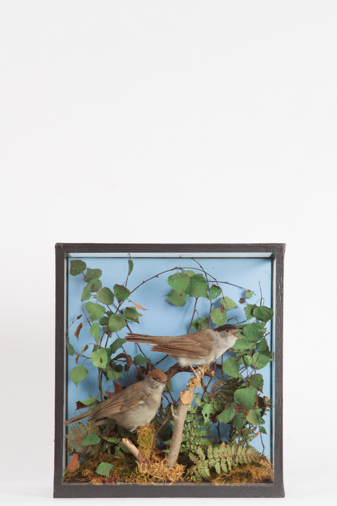 Taxidermy Blackcaps From The Geoffrey Campbell Black Collection