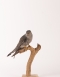 Taxidermy Cuckoo