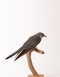 Taxidermy Cuckoo