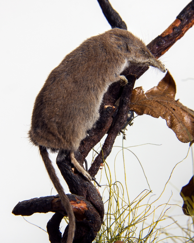 Taxidermy Eurasian Pygmy Shrews