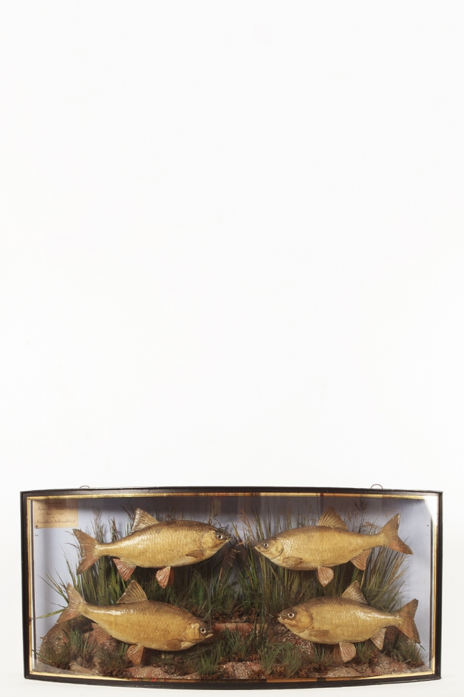 A Taxidermy Fish Case Of Four Roach By Cooper & Sons