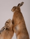 Taxidermy Hares