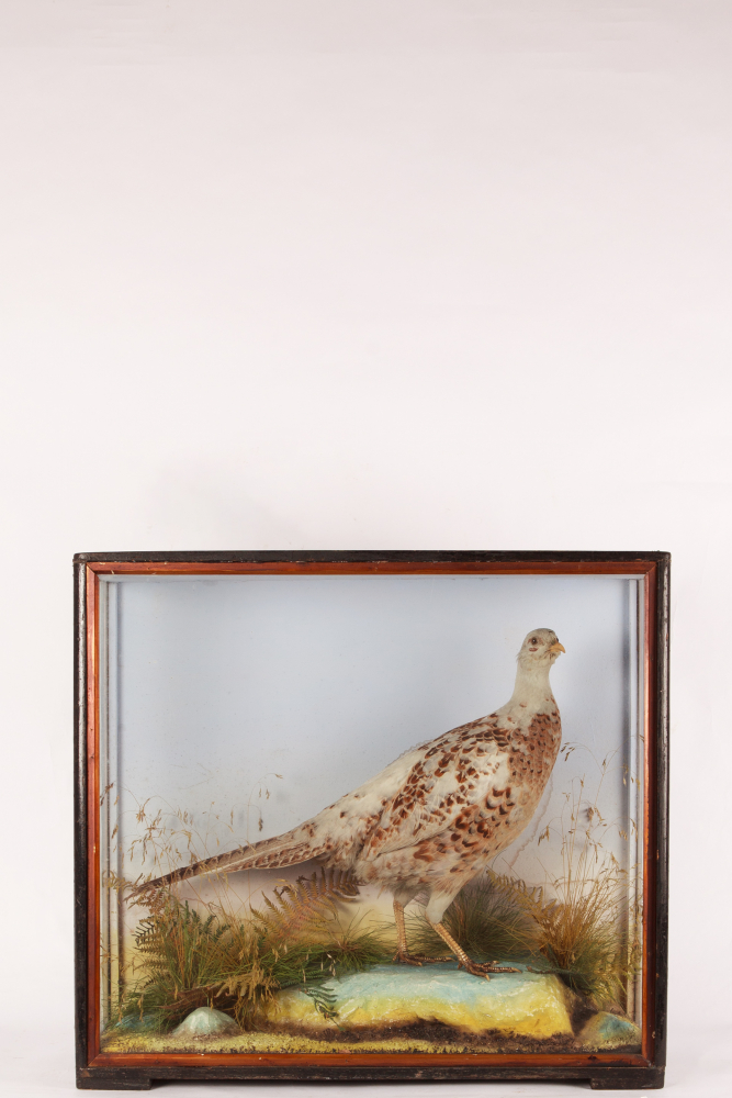 Taxidermy Hen Pheasant by Hutchings of Aberystwyth