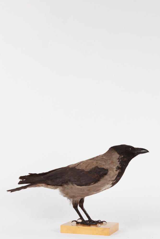 Taxidermy Hooded Crow, Lyminge, Kent 1913. Mounted By Charles Kirk, Glasgow