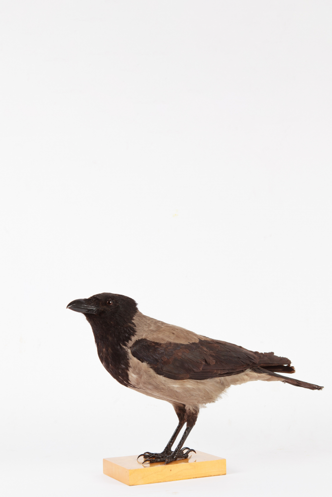 Taxidermy Hooded Crow, Lyminge, Kent 1913. Mounted By Charles Kirk, Glasgow