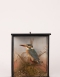 Taxidermy Kingfisher By Chalkney Of Winchester