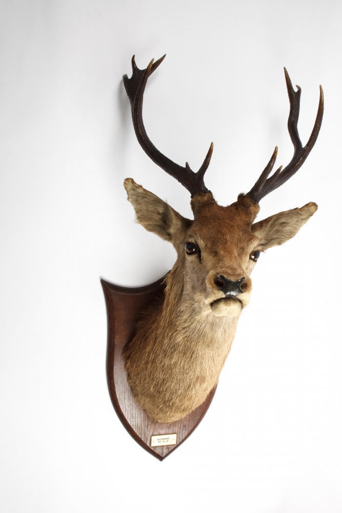 Taxidermy Red Stag Head By P. Spicer & Sons