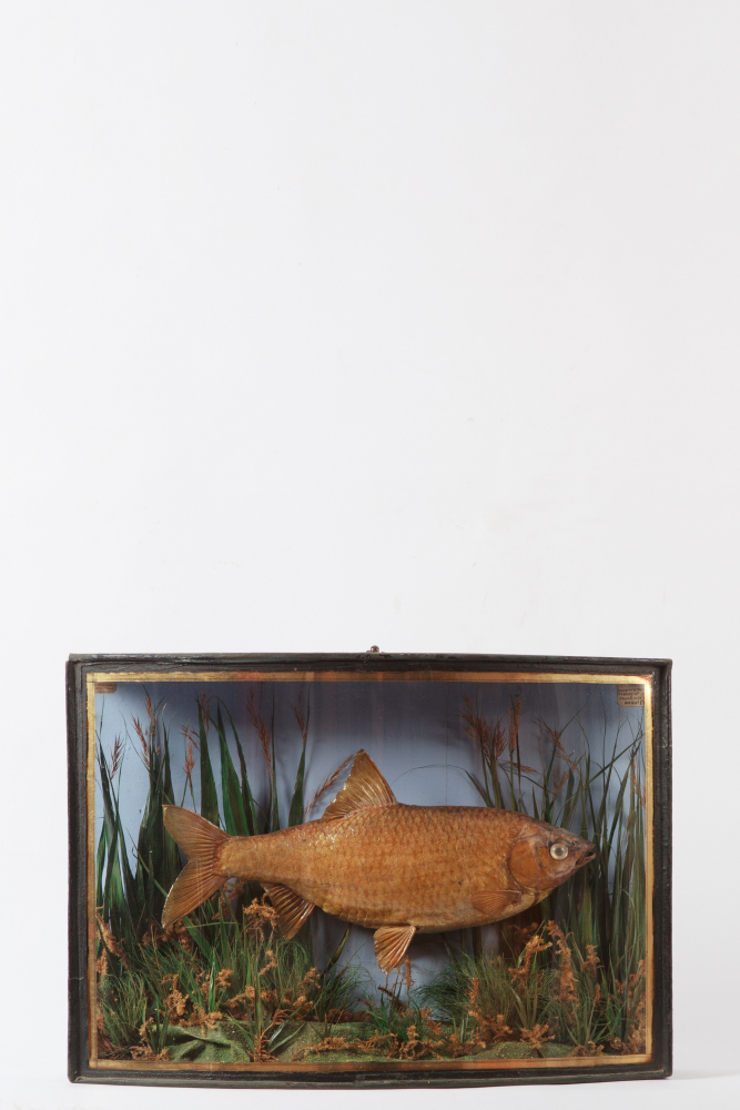 Taxidermy Roach by W Sparrow In A Bow Fronted Case 1895