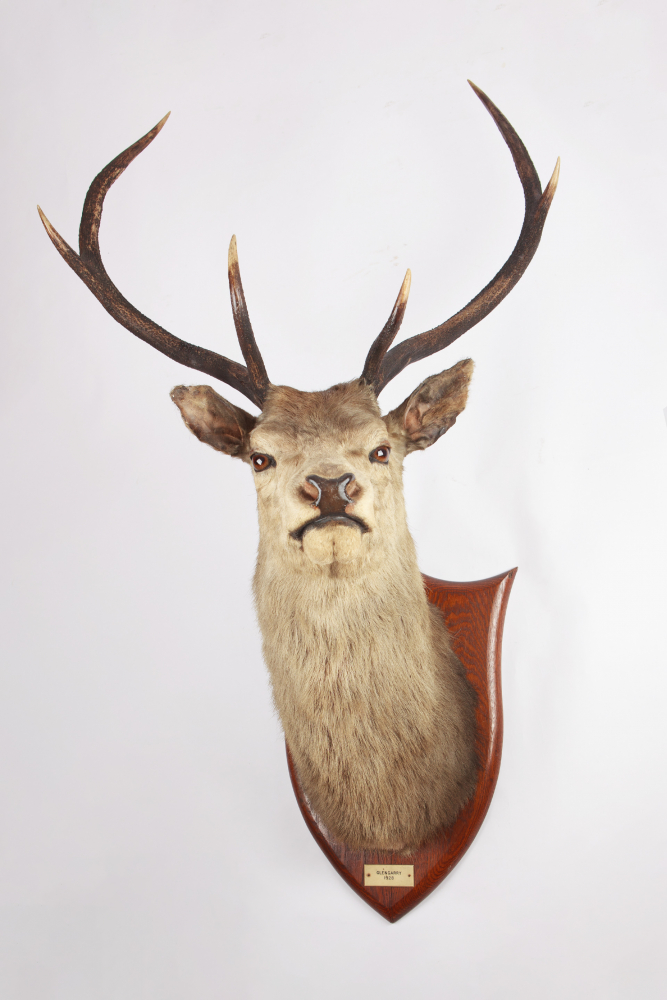 Taxidermy Stag Head. Glengarry 1928. By P. Spicer & Sons of Leamington Spa