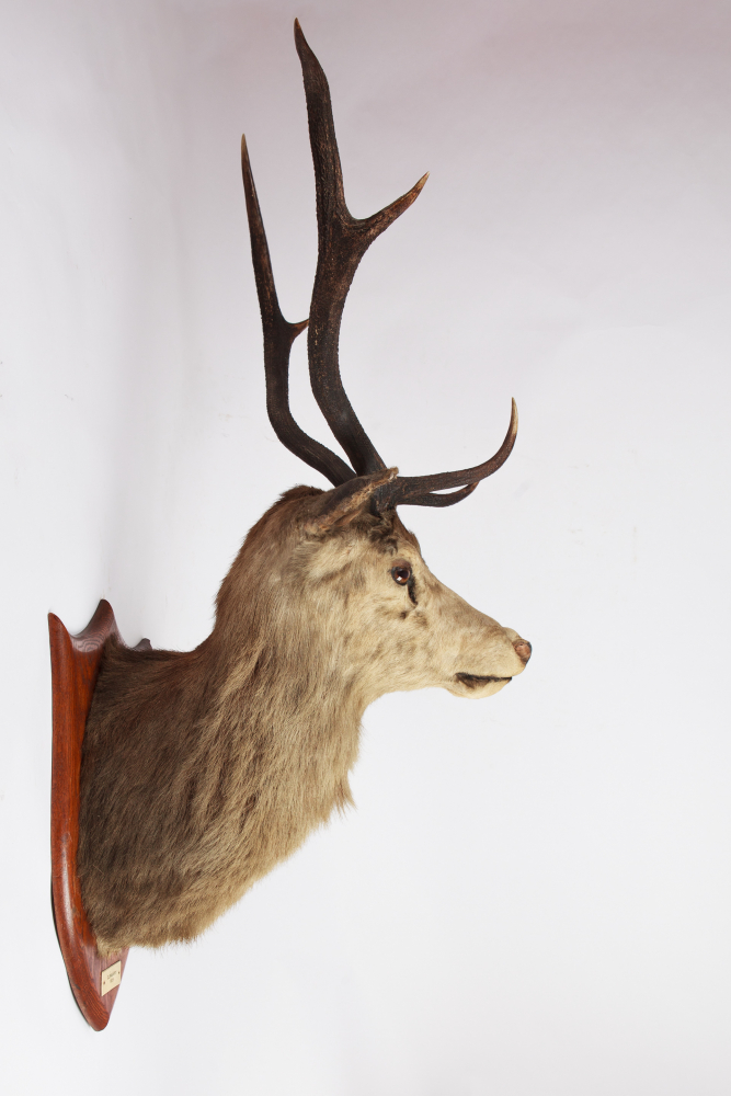 Taxidermy Stag Head. Glengarry 1928. By P. Spicer & Sons of Leamington Spa