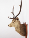 Taxidermy Stag Head. Glengarry 1928. By P. Spicer & Sons of Leamington Spa