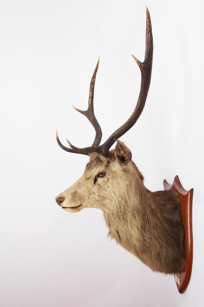 Taxidermy Stag Head. Glengarry 1928. By P. Spicer & Sons of Leamington Spa